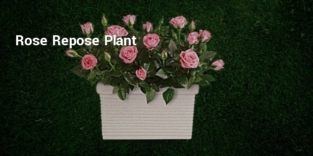 rosepot