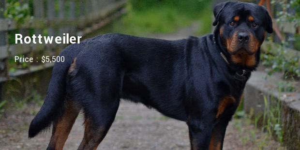 Rottweiler