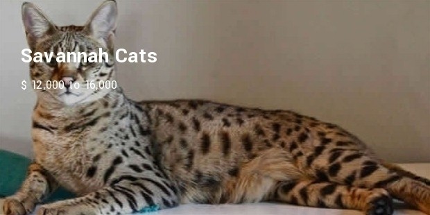 savannah cat3