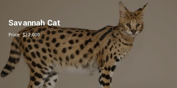 savannah cat