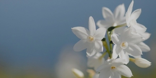 science behind jasmine
