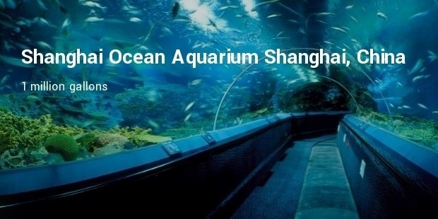 shanghai ocean aquarium  shanghai, china