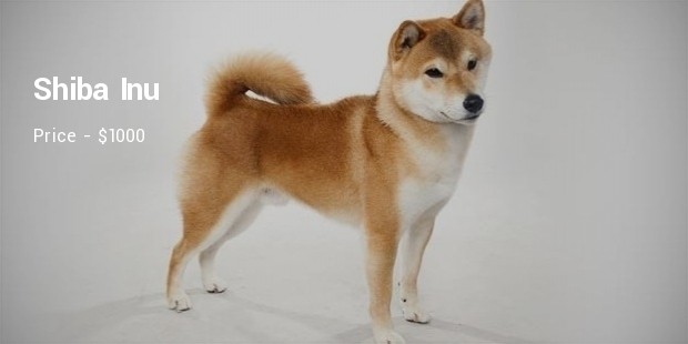 Shiba Inu