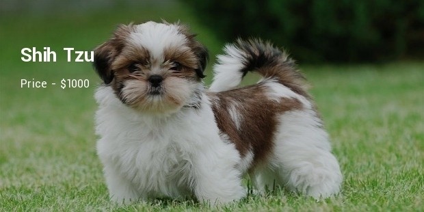 small asian dog breeds