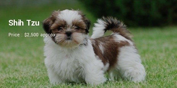 shih tzu