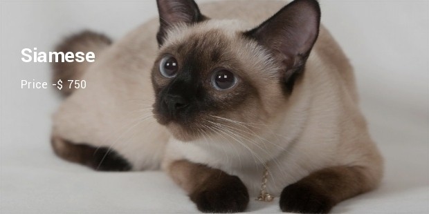 siamese