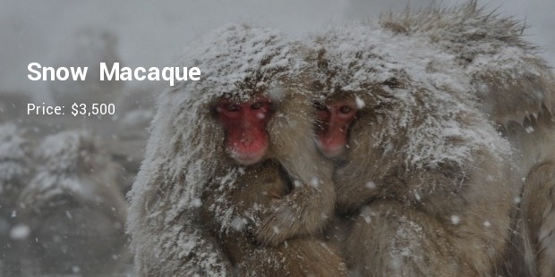 snow macaque
