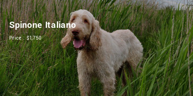 Spinone Italiano