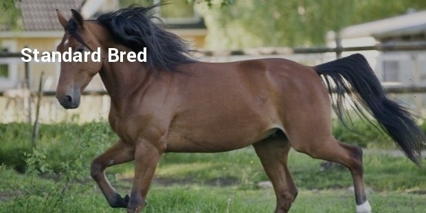 standard bred