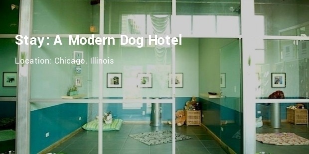 stay modern dog hotel