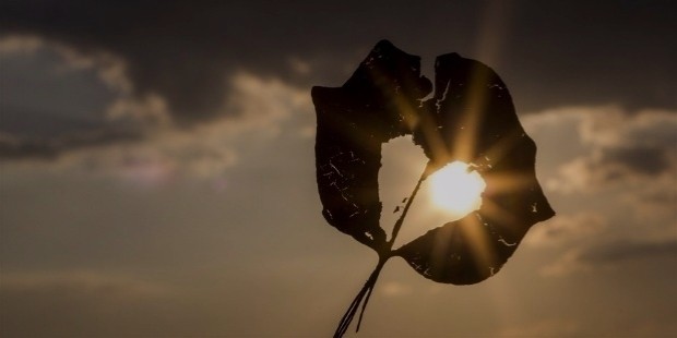 sun heart autumn leaf 39379 large