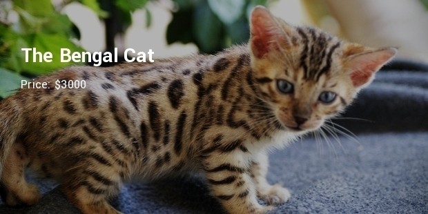 the bengal cat