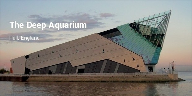 the deep aquarium