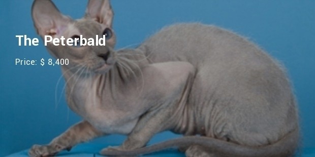 the peterbald