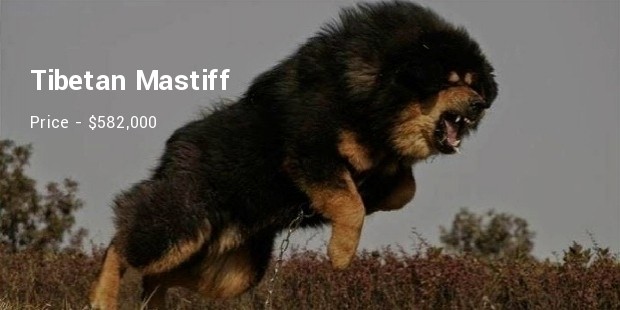 tibetan mastiff