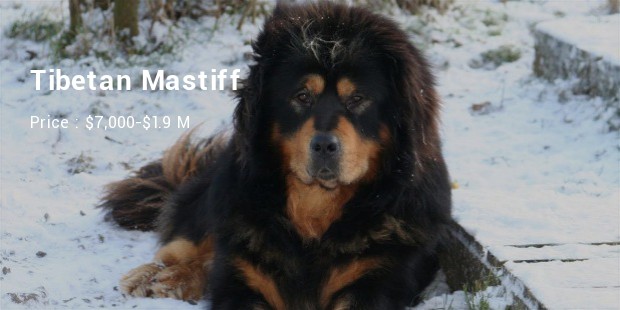 Tibetan Mastiff