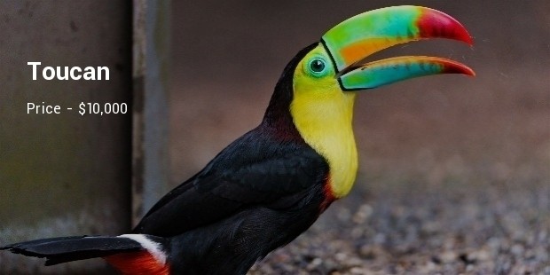 toucan