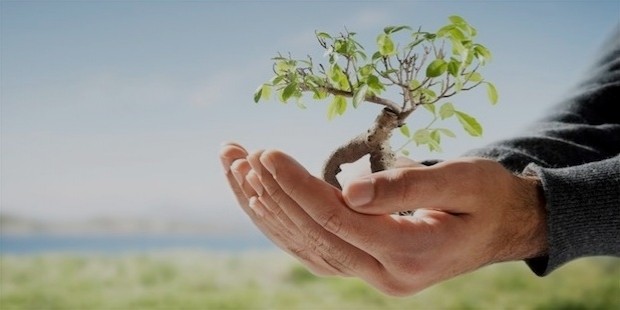 tree in palm