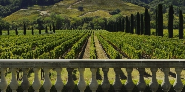  vineyard 