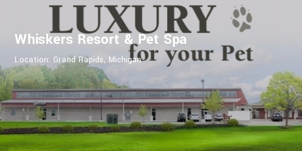 whiskers resort and spa