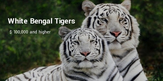 white bengal tigers