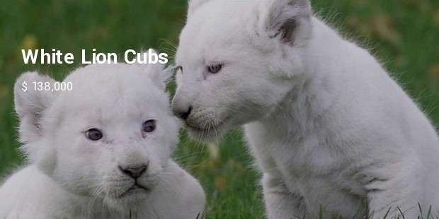 white lion cub
