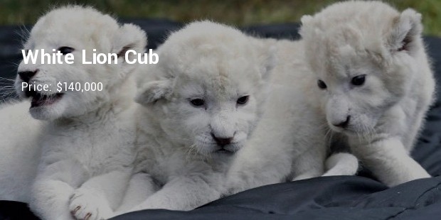 white lion cubs