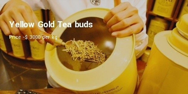 yellow gold tea buds