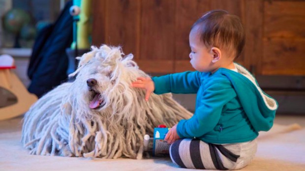 Zuckerberg's daughter Max with pet Beast