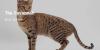 Most Expensive Cat Breeds