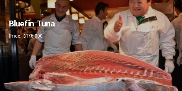 world most expensive fish to eat