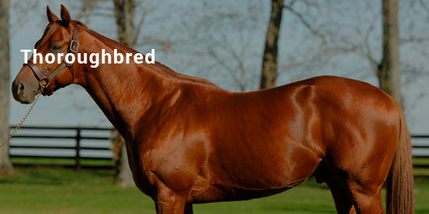 Most Expensive Horse Breeds