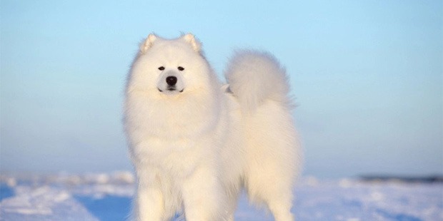 7 Most Expensive Dog Breeds in the World